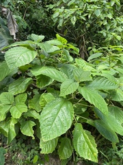 Urera baccifera