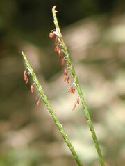 Tripsacum dactyloides