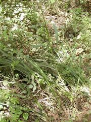 Tripsacum dactyloides