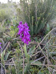 Orchis mascula