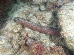 Holothuria mammata