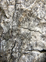 Arthonia rubella image