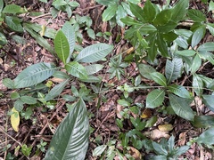 Psychotria grandis