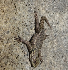 Sceloporus malachiticus