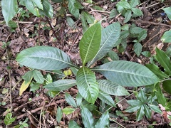 Psychotria grandis
