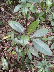 Psychotria grandis