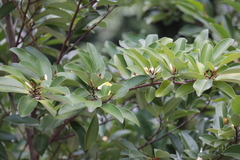 Magnolia compressa