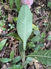 Psychotria grandis