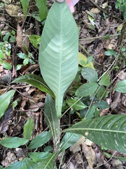 Psychotria grandis