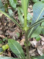 Psychotria grandis