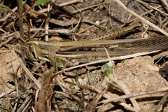 Schistocerca pallens