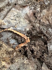 Desmognathus carolinensis
