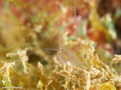 Vallicula multiformis