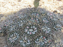Mammillaria magnimamma