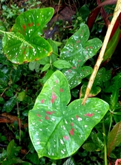 Caladium bicolor