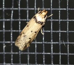 Philobota thiocrossa