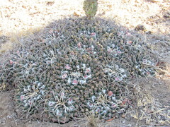 Mammillaria magnimamma