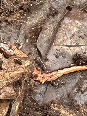 Desmognathus carolinensis