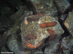 Holothuria sanctori