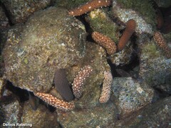 Holothuria sanctori