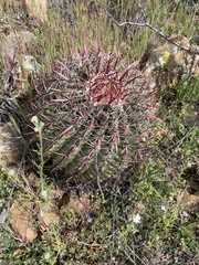 Ferocactus viridescens