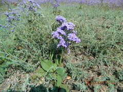 Limonium alutaceum