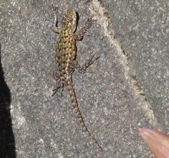 Sceloporus malachiticus