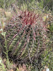 Ferocactus viridescens