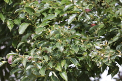 Cinnamomum camphora