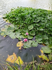 Nymphaea alba