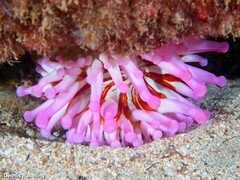 Telmatactis cricoides