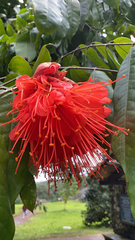 Brownea macrophylla
