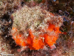 Spondylus senegalensis