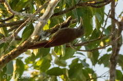 Lepidocolaptes duidae