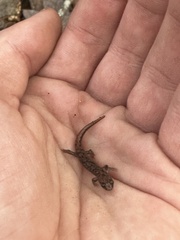 Desmognathus carolinensis
