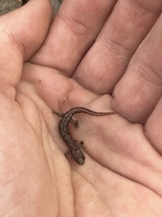 Desmognathus carolinensis