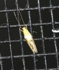 Opogona stenocraspeda