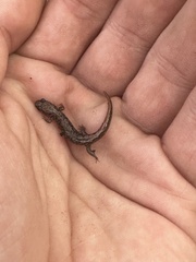 Desmognathus carolinensis
