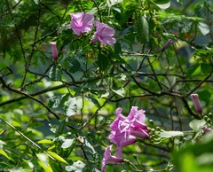 Ipomoea cheirophylla