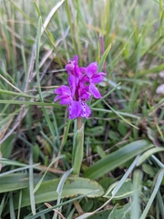 Orchis olbiensis