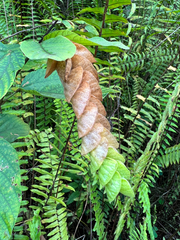 Flemingia strobilifera