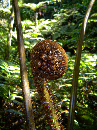 Cyathea manniana image