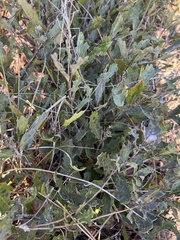 Quercus minima