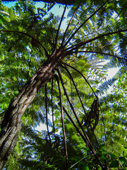 Cyathea manniana image