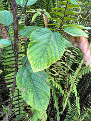 Flemingia strobilifera