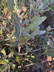 Quercus minima