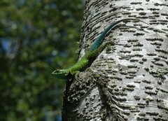 Sceloporus formosus