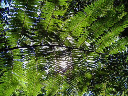 Cyathea manniana image