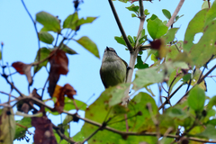 Myiopagis cotta