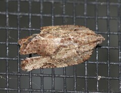 Meritastis ursina